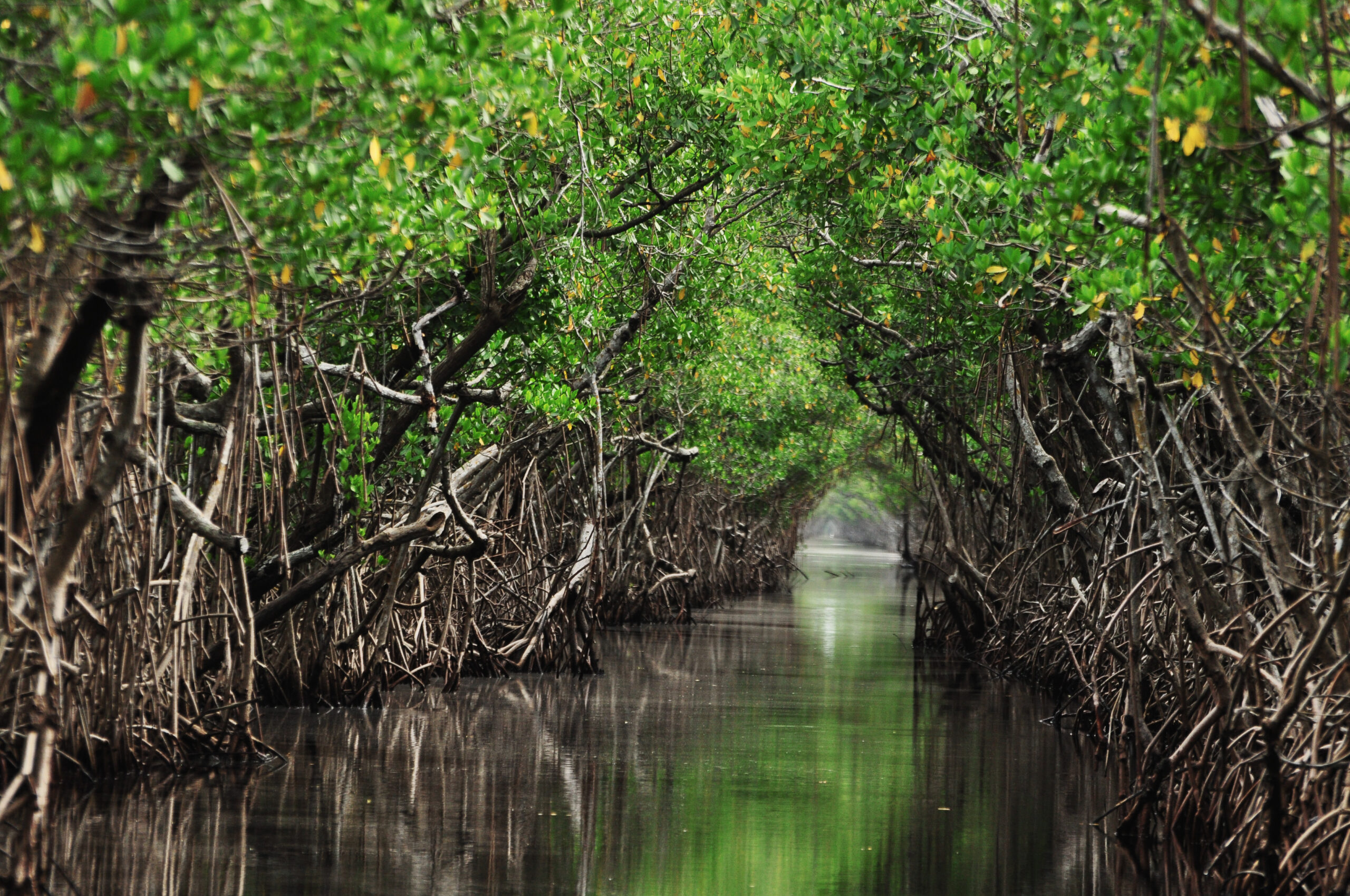 Mangrove Forest 2 Scaled
